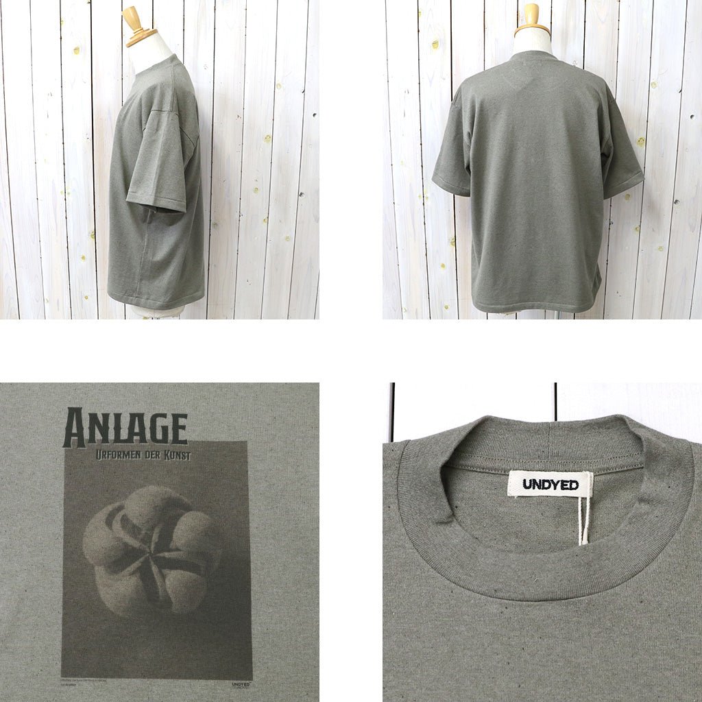 UNDYED : 30/2 Karl Blossfeldt PT-T(ANLAGE) (KH)