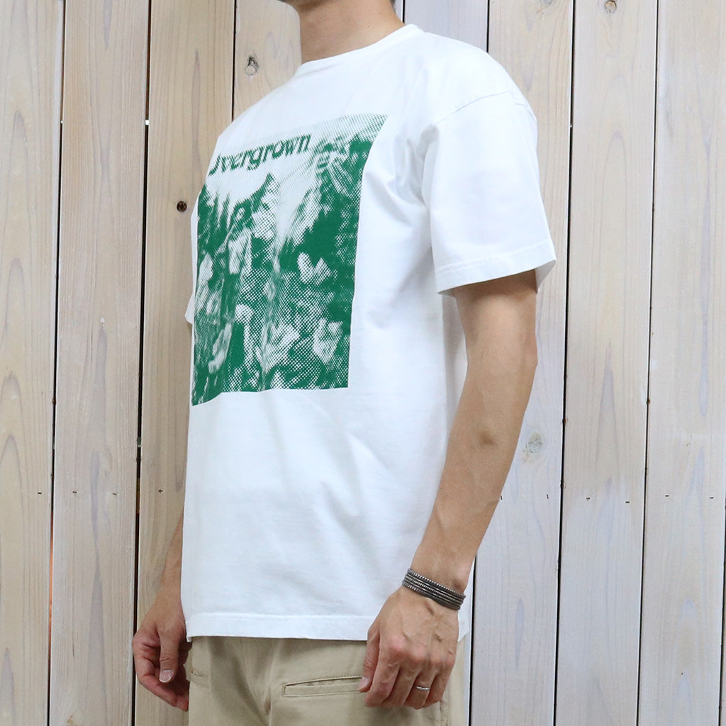 SASSAFRAS "OVERGROWN WARDEN T 1/2"