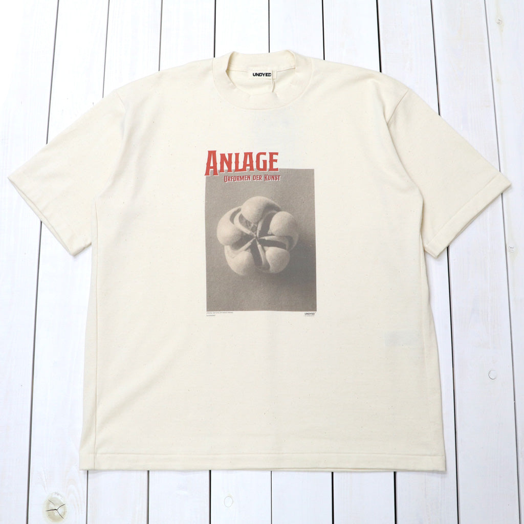 UNDYED : 30/2 Karl Blossfeldt PT-T(ANLAGE) (RW)