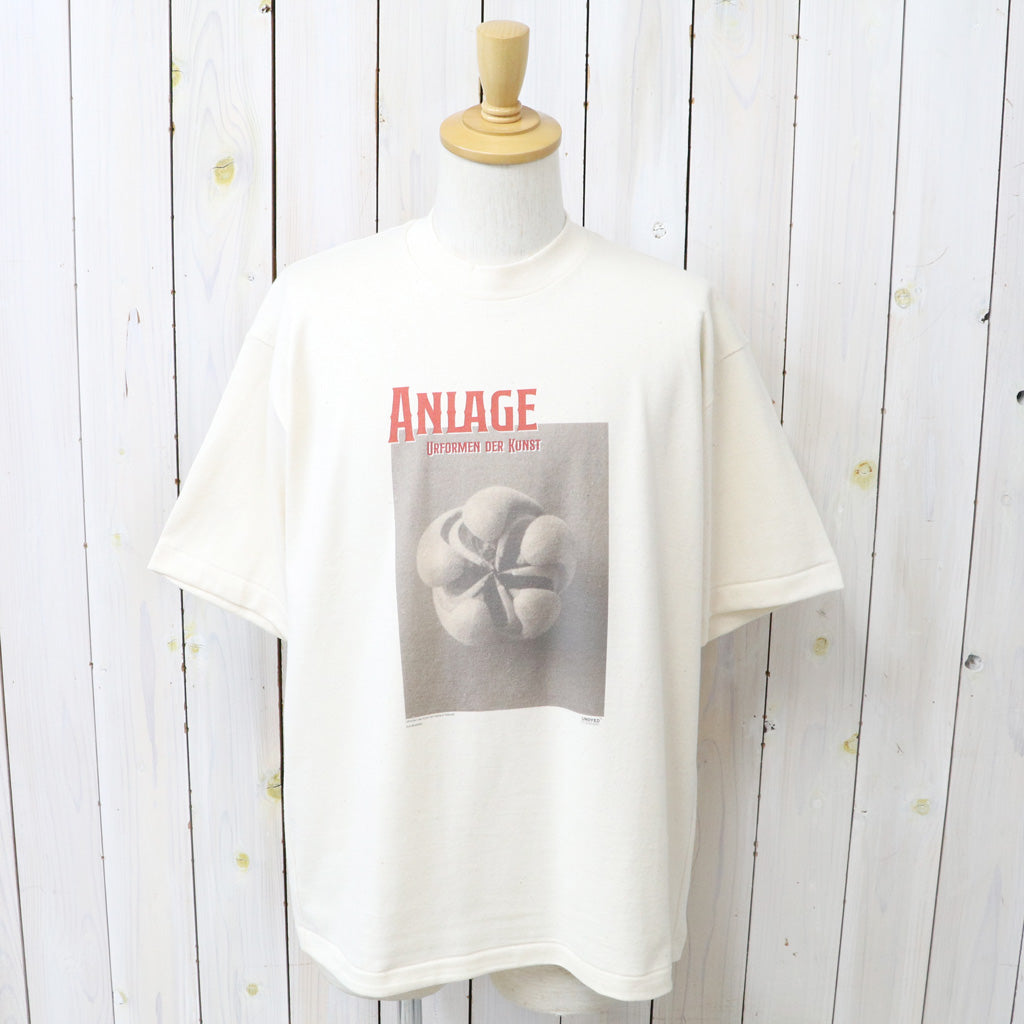 UNDYED : 30/2 Karl Blossfeldt PT-T(ANLAGE) (RW)
