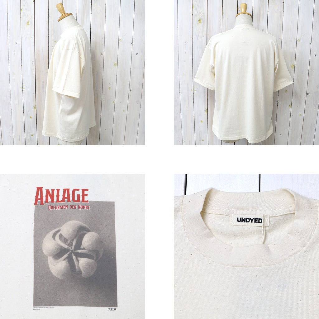 UNDYED : 30/2 Karl Blossfeldt PT-T(ANLAGE) (RW)