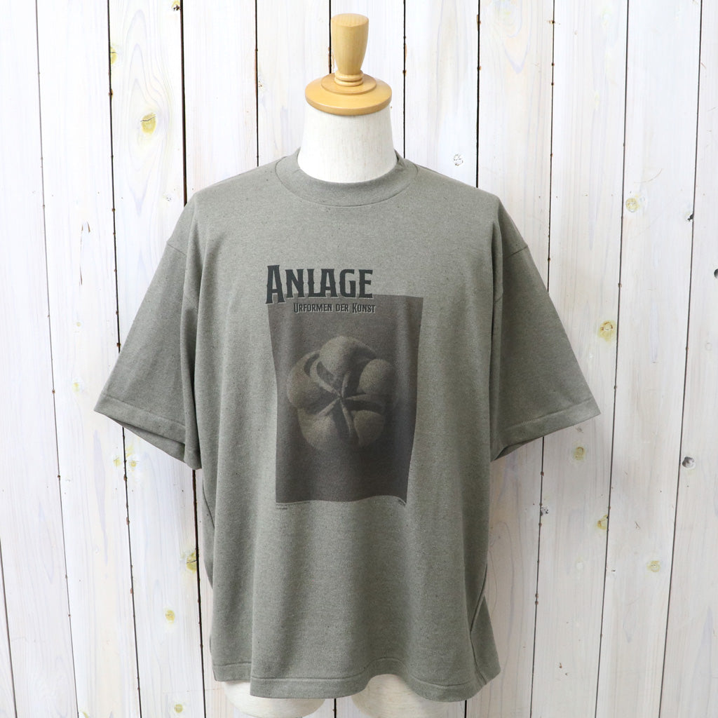 UNDYED : 30/2 Karl Blossfeldt PT-T(ANLAGE) (KH)